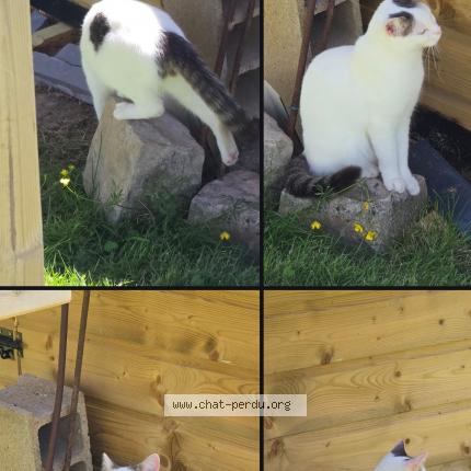 Photo 2/3 Chat retrouvé Perdu à Yevres