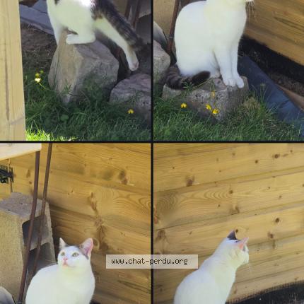 Photo 3/3 Chat retrouvé Perdu à Yevres