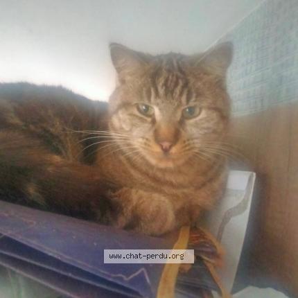 Photo 1/1 Crapouille Chat perdu à Gray la ville