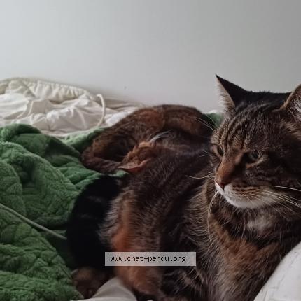 Photo de chat perdu à Mons En Baroeul