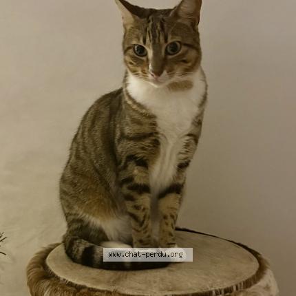 Photo 1/1 Chat retrouvé Perdu à Bordeaux