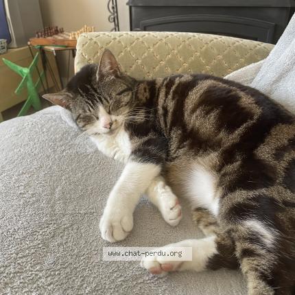 Photo 1/1 Minouche Chat perdu à Chaumes en retz