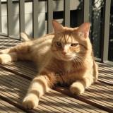 Photo de chat perdu à Versailles