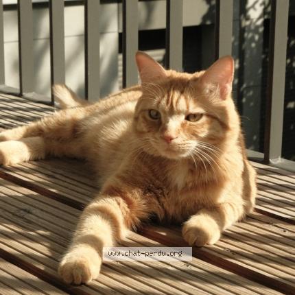 Photo 1/1 Chat retrouvé Perdu à Versailles