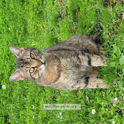 Photo de chat perdu à Chaux