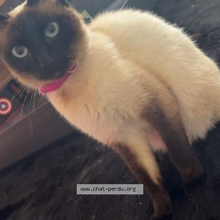 Photo 1/1 Bella Chat perdu à Ressons l abbaye