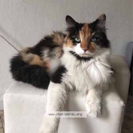 Photo 1/1 Mimi Chat perdu à Bayonne