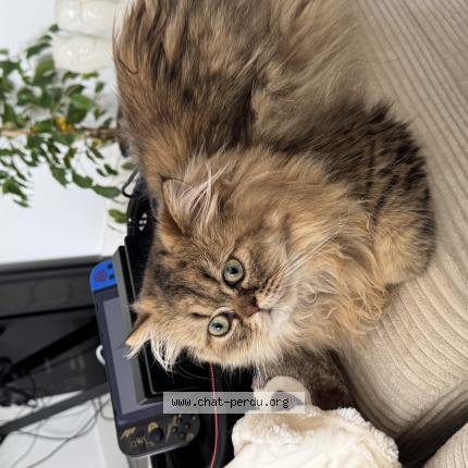 Photo 1/1 Neko Chat perdu à Saint augustin