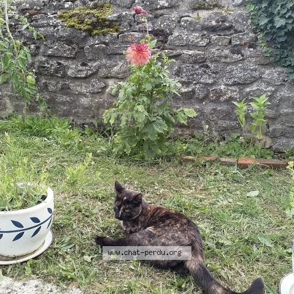 Photo 1/1 Chat retrouvé Perdu à Saint Michel D Halescourt