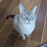 Photo de chat perdu à Neauphle Le Chateau