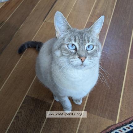 Photo 1/3 Chat retrouvé Perdu à Neauphle le chateau