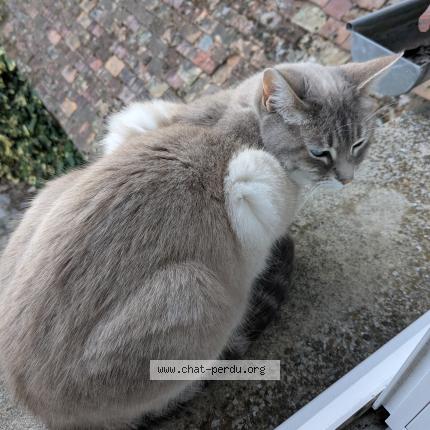 Photo 2/3 Chat retrouvé Perdu à Neauphle le chateau