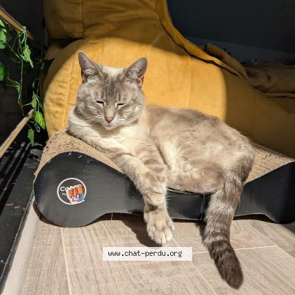 Photo 3/3 Chat retrouvé Perdu à Neauphle le chateau