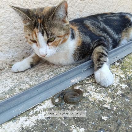 Photo 1/1 Chat retrouvé Perdu à Chaille Les Marais