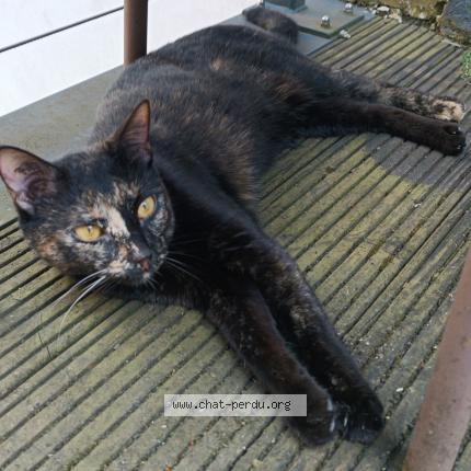Photo de chat perdu à Bagnolet