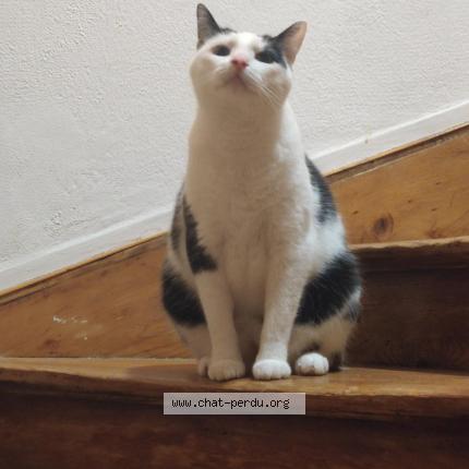 Photo 1/1 Snow Chat perdu à Thionville