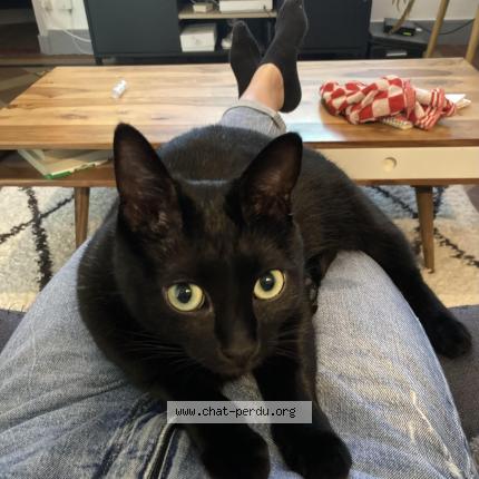 Photo de chat perdu à Angers