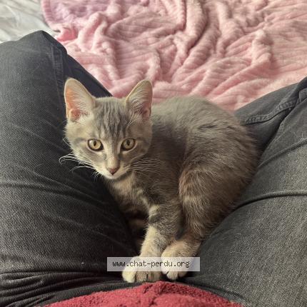 Photo de chat perdu à Paris 20