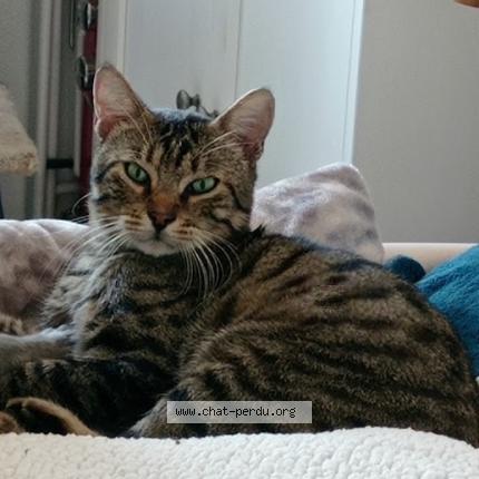 Photo 1/1 Chat retrouvé Perdu à Chateauneuf Du Pape