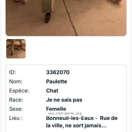 Photo de chat perdu à Bonneuil Les Eaux