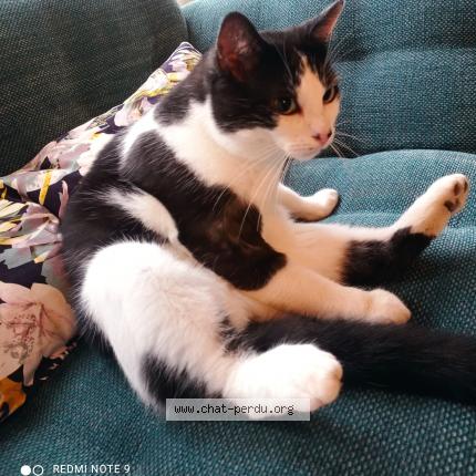 Photo de chat perdu à Eaubonne