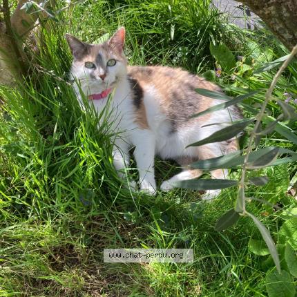 Photo 1/1 Chat retrouvé Perdu à Saint germain en laye