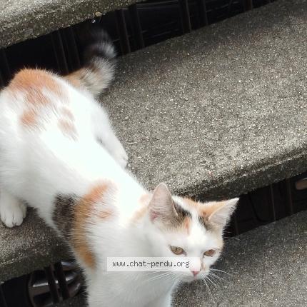 Photo 1/1 Chat retrouvé Trouvé à Boulogne Sur Mer