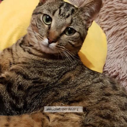 Photo 1/1 Ivy Chat perdu à Douvaine