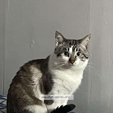 Photo 1/1 Milo Chat perdu à Montgeron