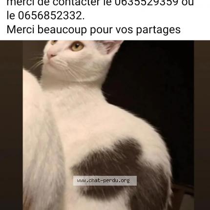Photo 1/1 Chat retrouvé Perdu à Beziers