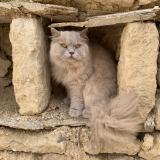 Photo de chat perdu à Noisy Le Roi