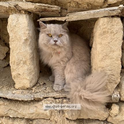 Photo 1/1 Chat retrouvé Perdu à Noisy le roi