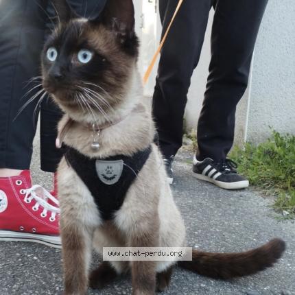 Photo 1/1 Tokyo Chat perdu à Auzeville tolosane
