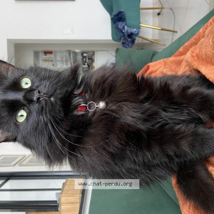 Photo 1/1 Noché Chat perdu à Nantes