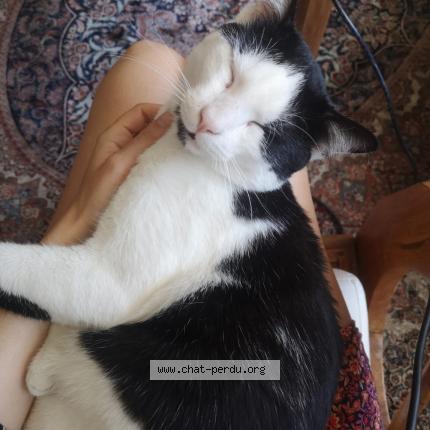 Photo de chat trouvé à Paris