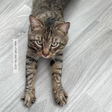 Photo 1/5 Mice Chat perdu à Carros