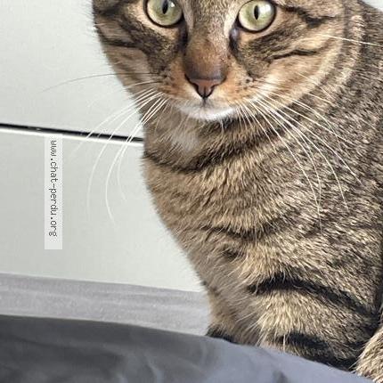 Photo 2/5 Mice Chat perdu à Carros