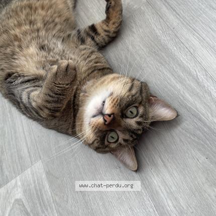 Photo 3/5 Mice Chat perdu à Carros