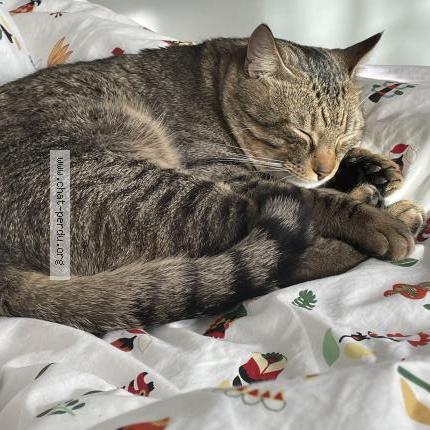 Photo 4/5 Mice Chat perdu à Carros