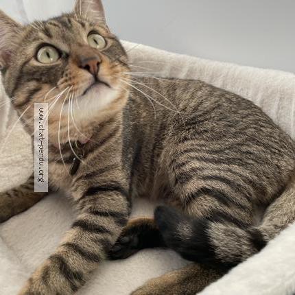 Photo 5/5 Mice Chat perdu à Carros