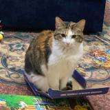 Photo de chat perdu à Atlanta