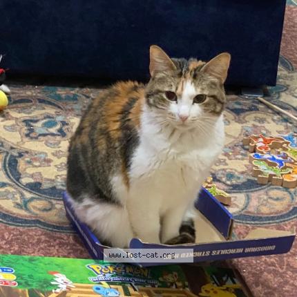 Photo 1/1 moana Chat perdu à Atlanta