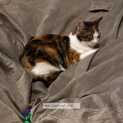 Photo 1/1 te fiti Chat perdu à Atlanta