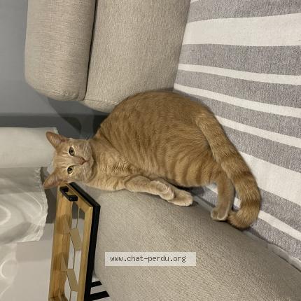 Photo 1/1 Chat retrouvé Perdu à Saintry Sur Seine