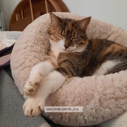 Photo de chat perdu à Noisiel