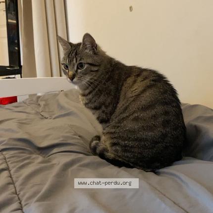 Photo 1/2 Gaïa Chat perdu à Sisteron