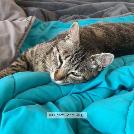 Photo 2/2 Gaïa Chat perdu à Sisteron