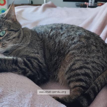 Photo 1/1 Ice Chat perdu à Tournefeuille
