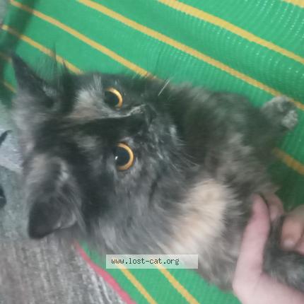 Photo 1/1 Minni Chat perdu à Kadapa district pulivendula