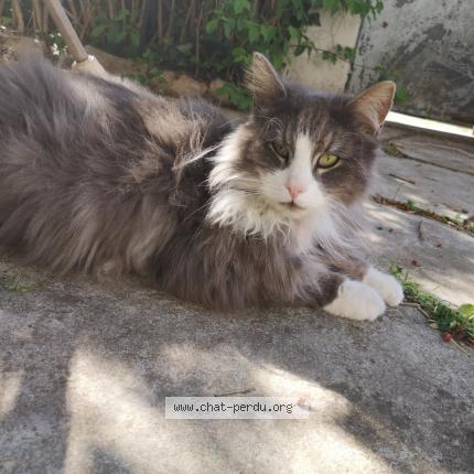 Photo 1/1 Manhattan Chat perdu à Toulouse